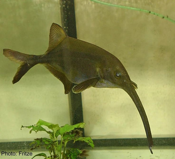 Elephant Nose Fish