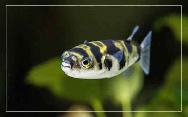 Peixe baiacu amazônico