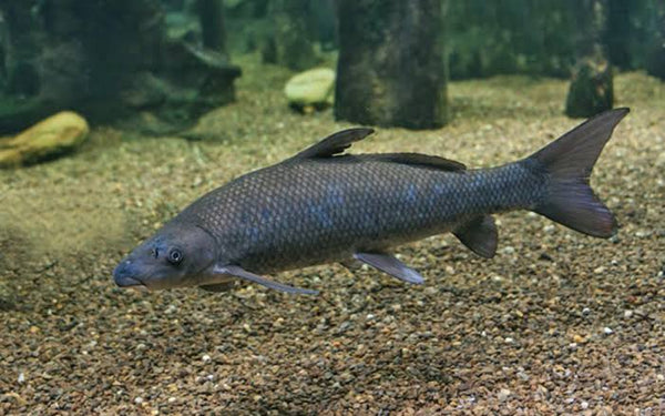 Blue Elongatus