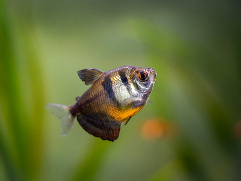 Black Skirt Fish