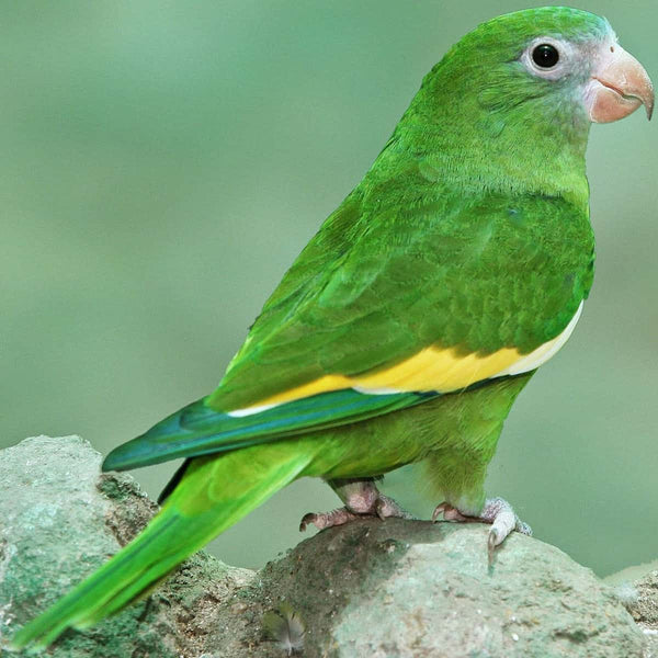 Canary Wing Parakeet