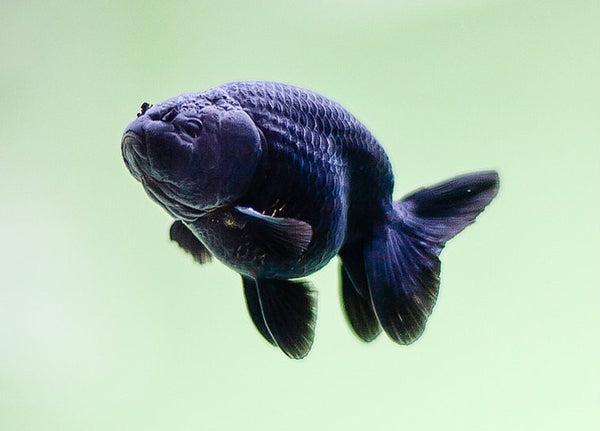 Ranchu Lion Head Goldfish Sm