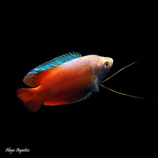 Gourami Red Neon Male