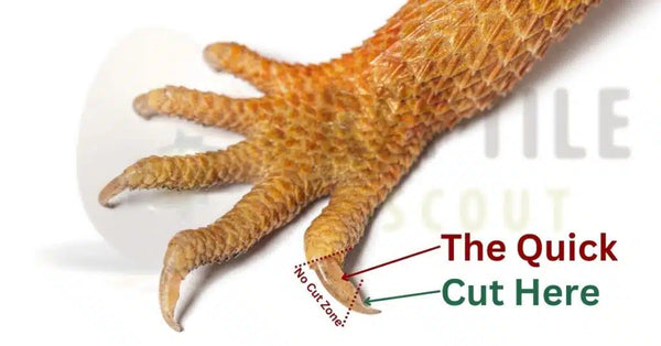 Reptile Nails Clipping