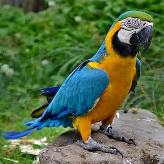 Guacamayo azul y dorado