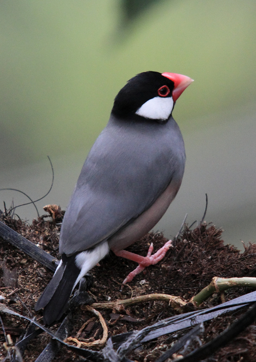 Java Rice Finch