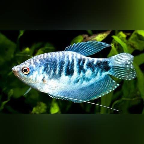 Gourami Opala