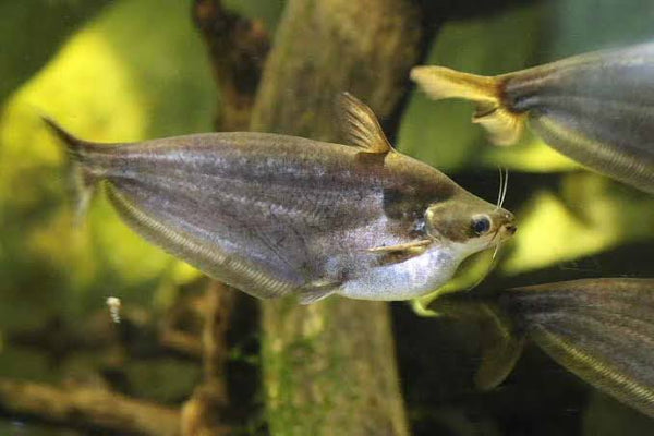 Grass Cutter Catfish