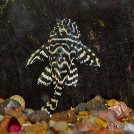 Colombian Zebra Pleco L-340