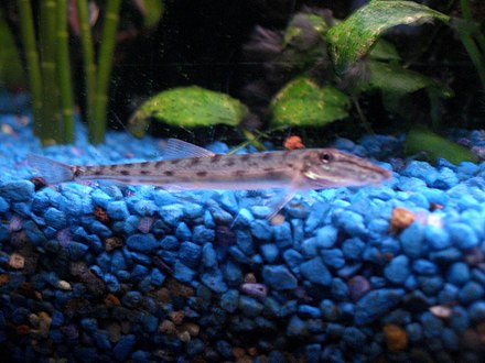 Horse Face Loach