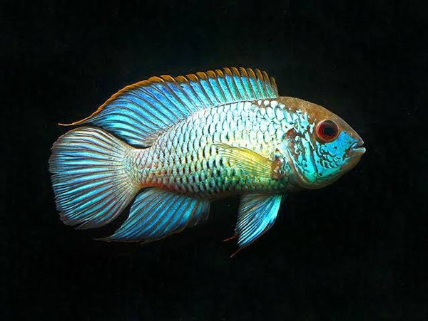 Electric  Blue Acara