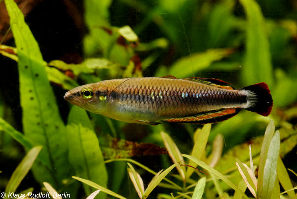 Peixe arco-íris de Madagascar