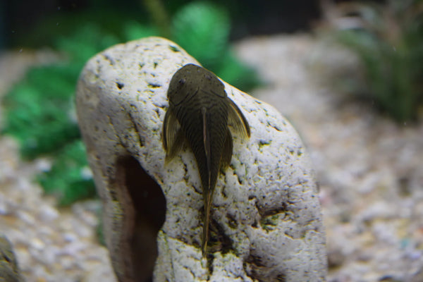 Pleco de borracha