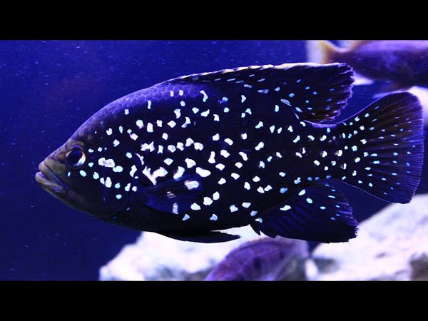 Starry Night Cichlid