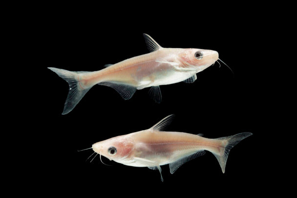 Albino Iridescent Shark – Forest Wonders Pets