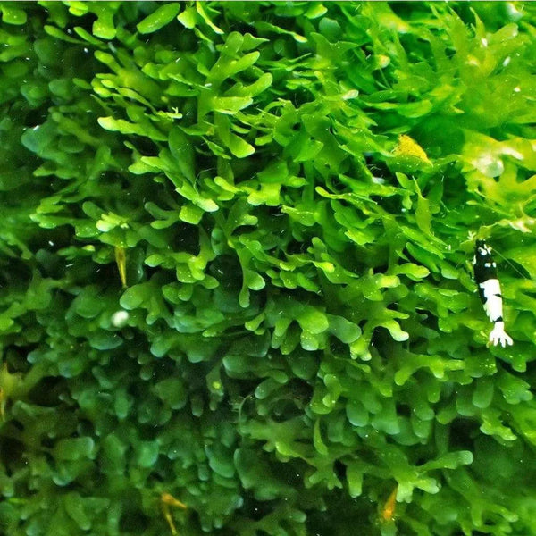 Seaweed Freshwater