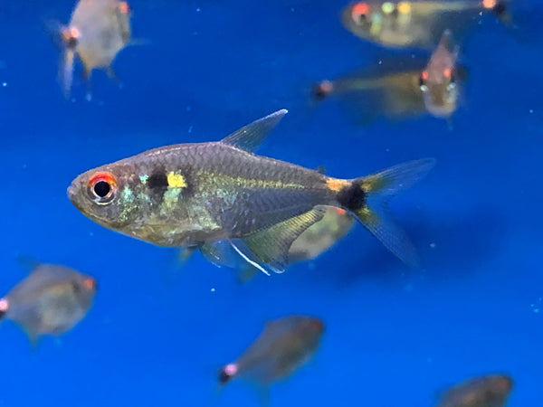 Head & Tail Light Tetra