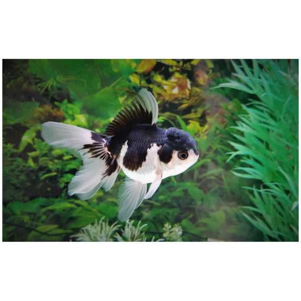 Panda Oranda Goldfish SM