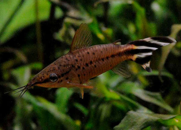 Bagre Vigia Flagtail