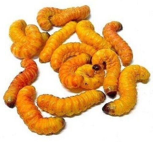 Butter Worms Qty 10