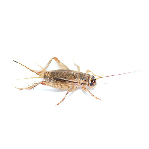 Crickets Qty 12