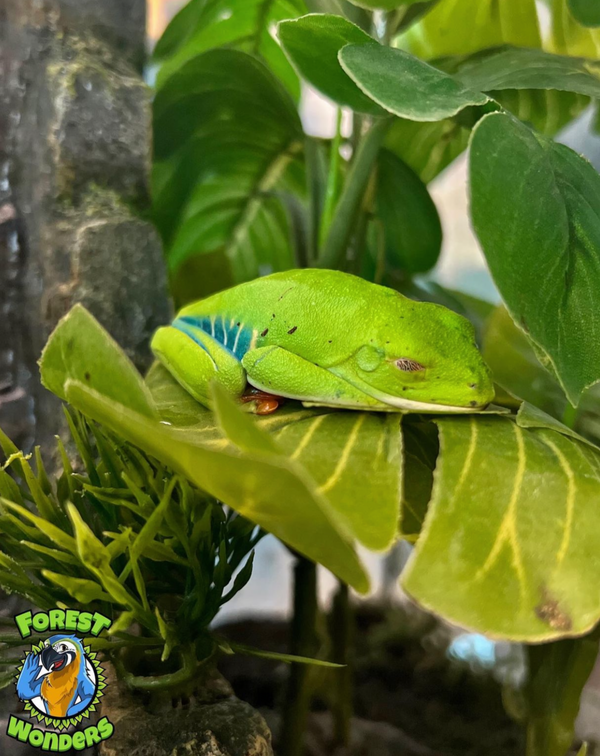 Rana arborícola de ojos rojos