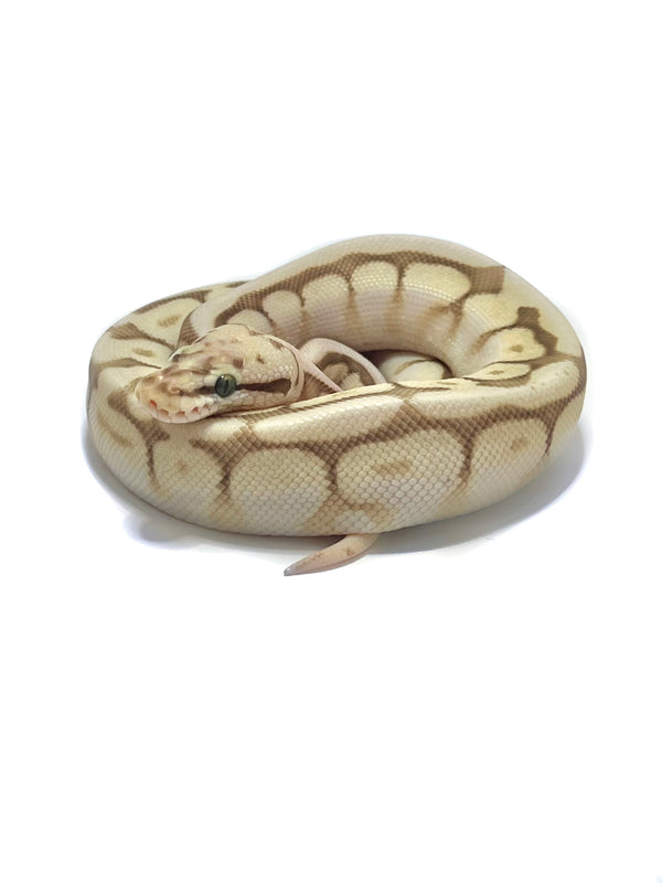 Bumble Bee Lesser Fire Pastel Bola Python