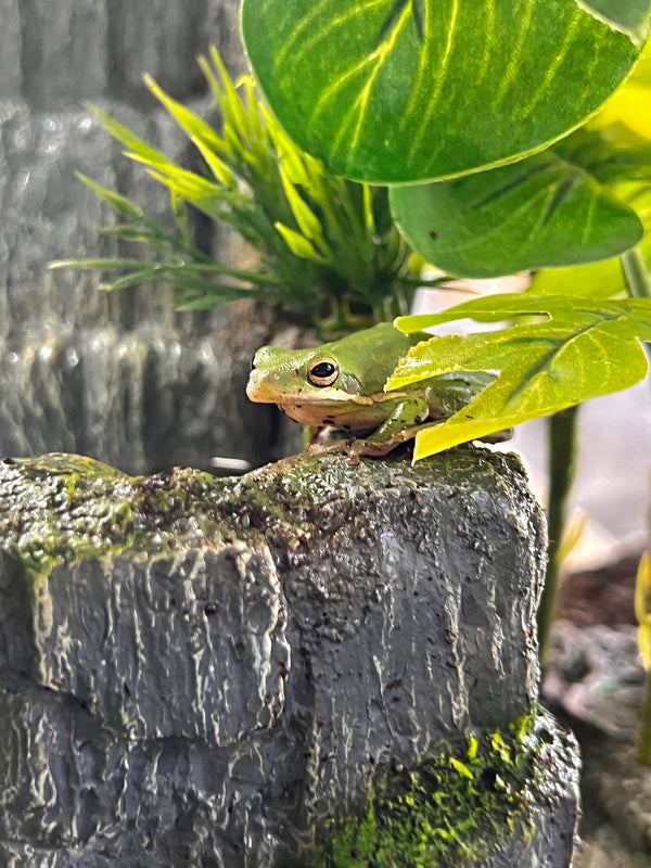 Green Tree Frog