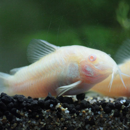 Albino Cory Catfish