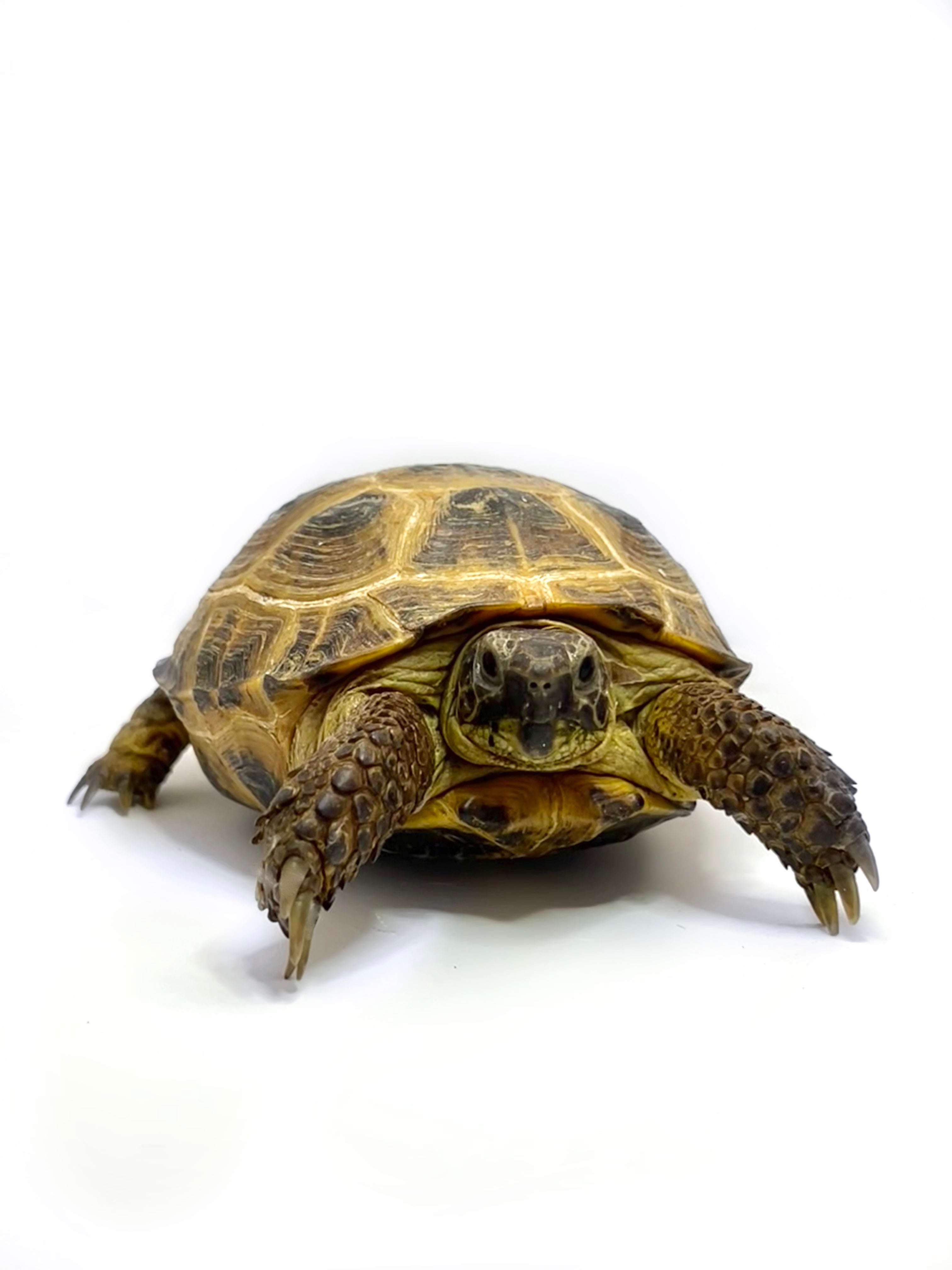 Russian Tortoise – Forest Wonders Pets