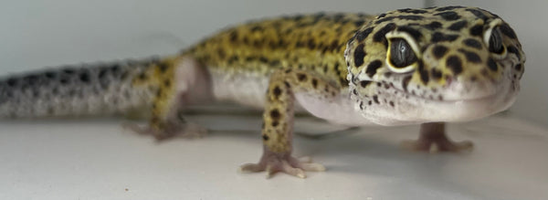 Gecko leopardo Normal Hey Typhoon MASCULINO