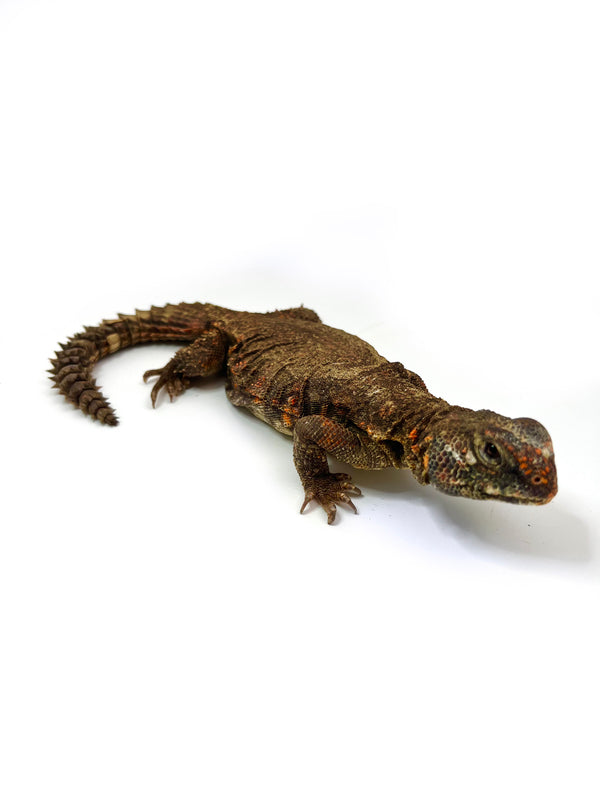 Uromastyx Genri