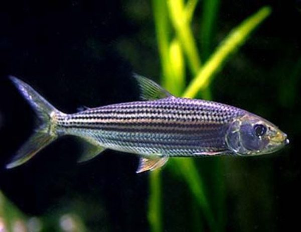 Peixe Tigre Vittatus