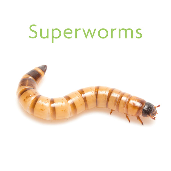 Super Worms